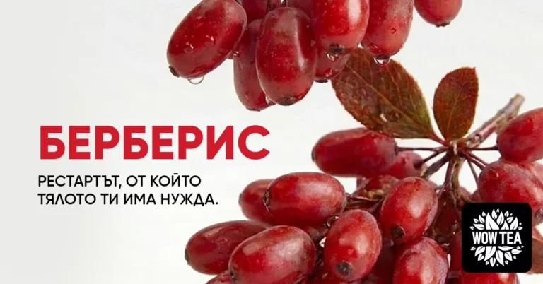 Берберис с яркочервени плодове – природен източник на берберин с ползи за метаболизма и баланса на кръвната захар.