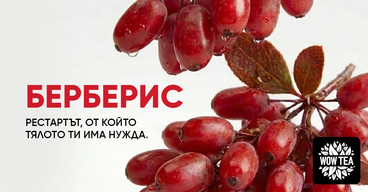 Берберис с яркочервени плодове – природен източник на берберин с ползи за метаболизма и баланса на кръвната захар.