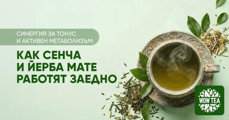 Чаша чай сенча и йерба мате с билки около нея – комбинация за енергия, концентрация и подкрепа на метаболизма