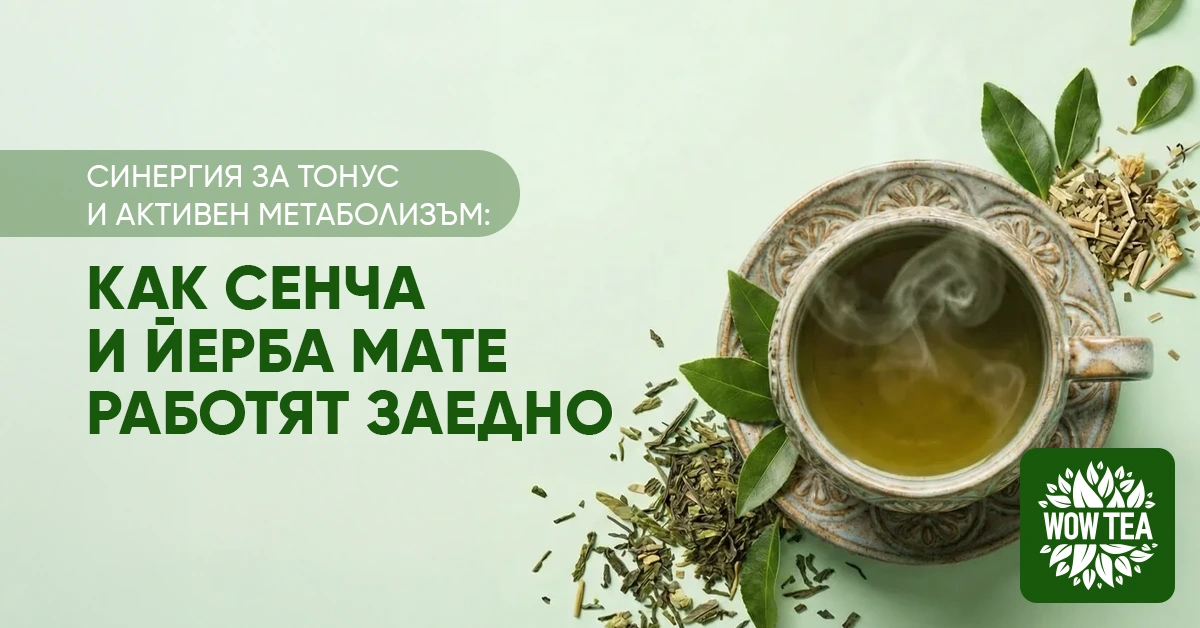 Чаша чай сенча и йерба мате с билки около нея – комбинация за енергия, концентрация и подкрепа на метаболизма